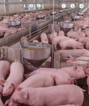 a group of pigs are standing around a feeder in a pen