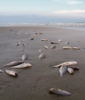 dead fish on beach